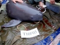 Yangtze River Finless Porpoise