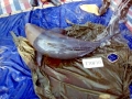 Yangtze River Finless Porpoise