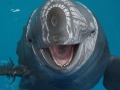 Yangtze River Finless Porpoise