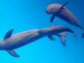 Yangtze River Finless Porpoise