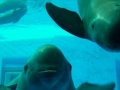 Yangtze River Finless Porpoise