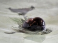 Yangtze River Finless Porpoise