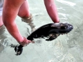 Yangtze River Finless Porpoise