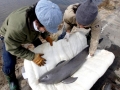 Yangtze River Finless Porpoise