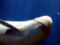 Yangtze River Finless Porpoise