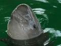 Yangtze River Finless Porpoise