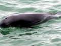 Yangtze River Finless Porpoise