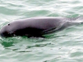 Yangtze River Finless Porpoise