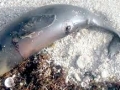Yangtze River Finless Porpoise