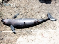 Yangtze River Finless Porpoise