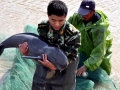 Yangtze River Finless Porpoise