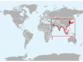 Yangtze River Finless Porpoise