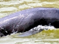 Yangtze River Finless Porpoise