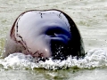 Yangtze River Finless Porpoise
