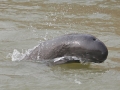 Yangtze River Finless Porpoise