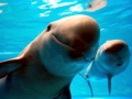 Yangtze River Finless Porpoise