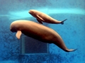 Yangtze River Finless Porpoise