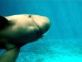 Yangtze River Finless Porpoise