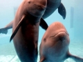 Yangtze River Finless Porpoise