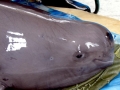 Yangtze River Finless Porpoise