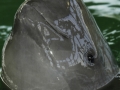 Yangtze River Finless Porpoise