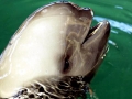 Yangtze River Finless Porpoise
