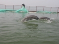 Yangtze River Finless Porpoise