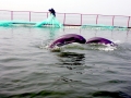 Yangtze River Finless Porpoise