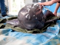 Yangtze River Finless Porpoise