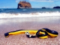 Yellow-bellied Sea Snake