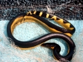 Yellow-bellied Sea Snake
