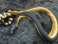 Yellow-bellied Sea Snake