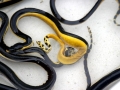 Yellow-bellied Sea Snake