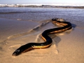 Yellow-bellied Sea Snake