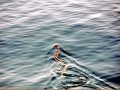 Yellow-bellied Sea Snake