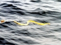 Yellow-bellied Sea Snake