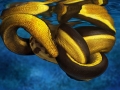 Yellow-bellied Sea Snake