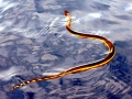 Yellow-bellied Sea Snake