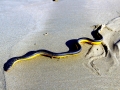 Yellow-bellied Sea Snake