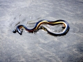Yellow-bellied Sea Snake