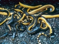Yellow-bellied Sea Snake