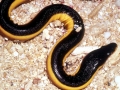 Yellow-bellied Sea Snake