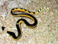 Yellow-bellied Sea Snake