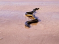 Yellow-bellied Sea Snake