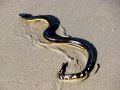 Pelamis_Platurus_Costa_Rica.JPG