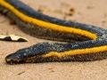 Yellow-bellied Sea Snake