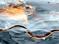 Yellow-bellied Sea Snake