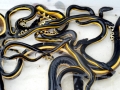 Yellow-bellied Sea Snake