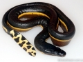 Yellow-bellied Sea Snake