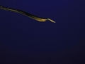 Yellow-bellied Sea Snake